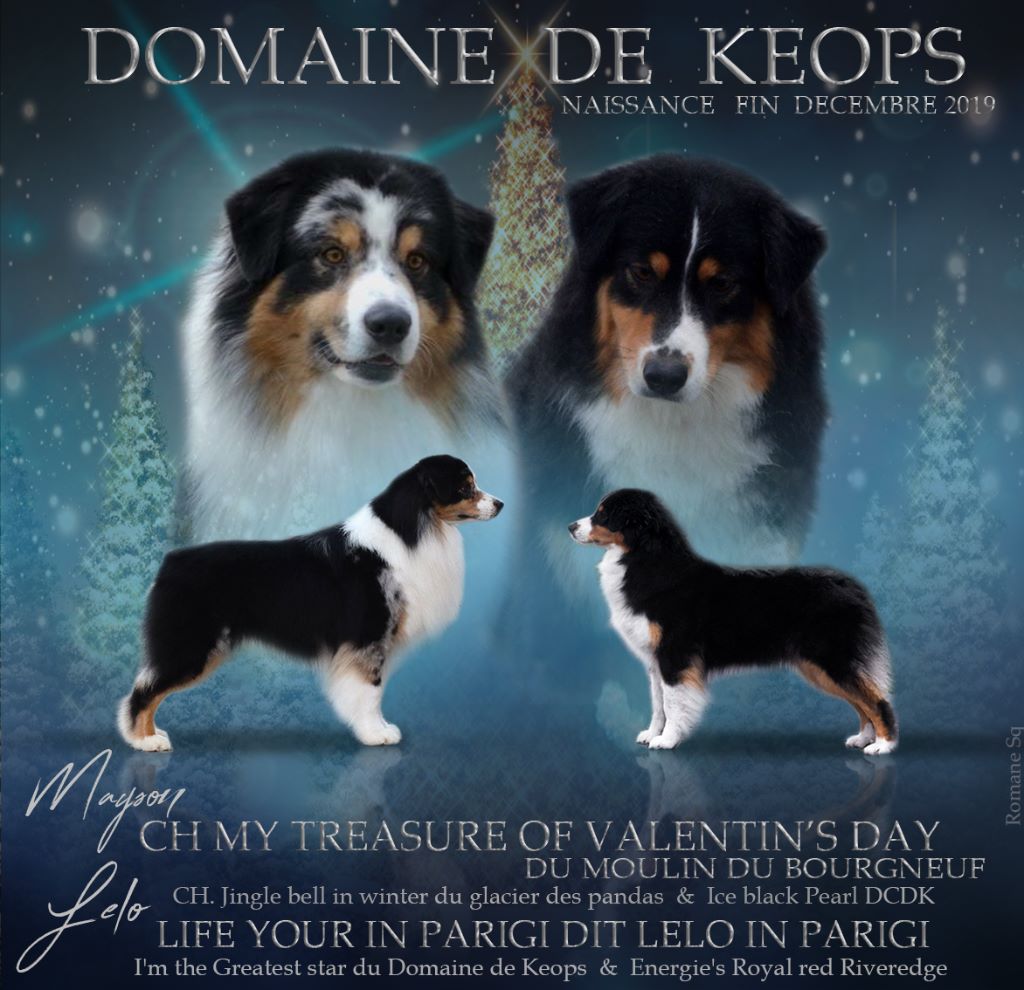 du domaine de Keops - Berger Australien - Portée née le 19/12/2019