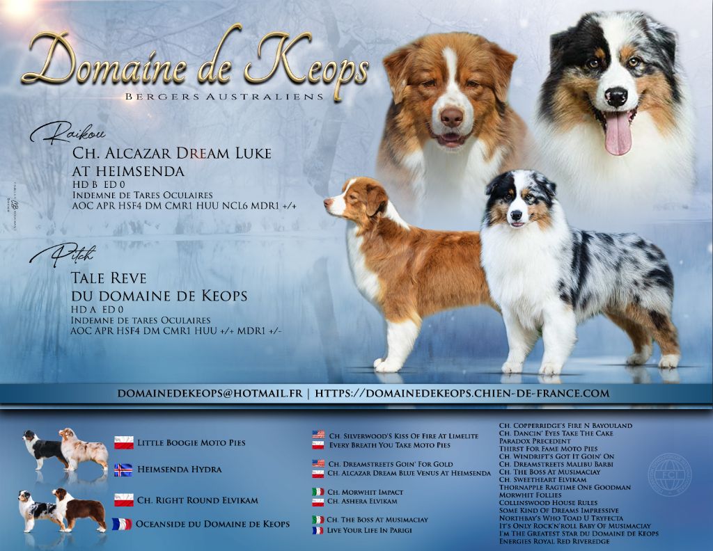 du domaine de Keops - Chiot disponible  - Berger Australien