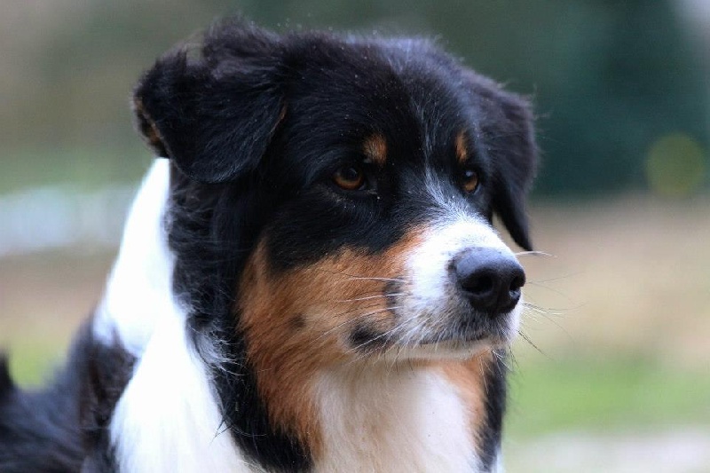 Sr.fairview come back home (faya) de l'Orée des charmois