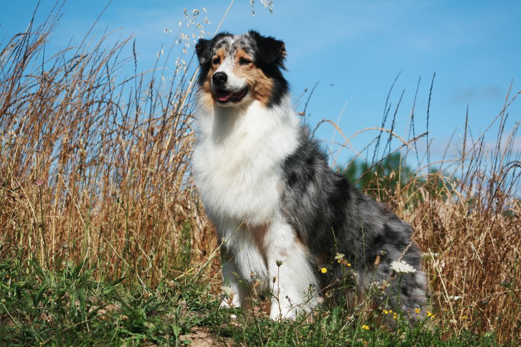 Fiesta fever du domaine de Keops