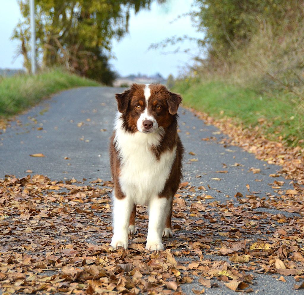 Air buddies (bud) du domaine de Keops