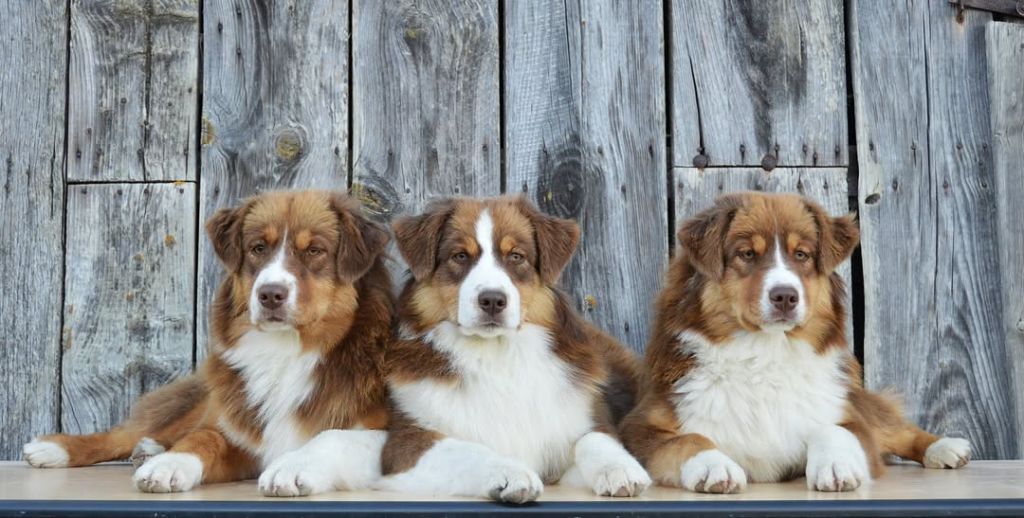 Trois grandes filles  attendent encore leur famille 5 étoiles