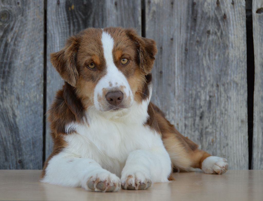 du domaine de Keops - Chiots disponibles - Berger Américain Miniature 