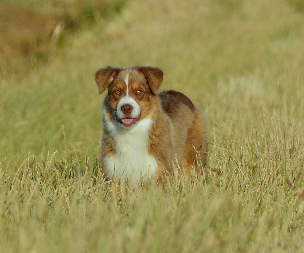 du domaine de Keops - Chiots disponibles - Berger Australien