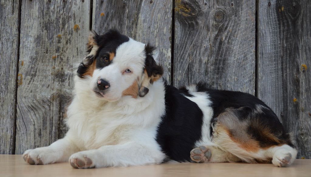 du domaine de Keops - Chiots disponibles - Berger Américain Miniature 