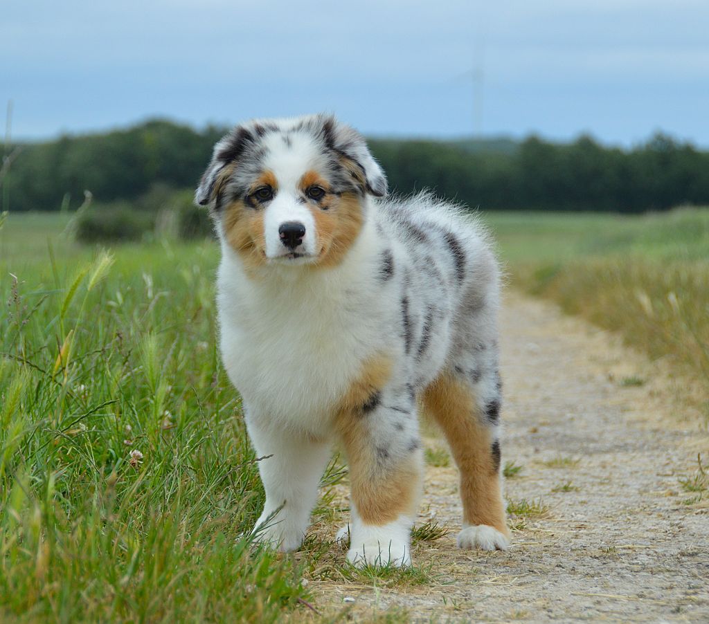 du domaine de Keops - Chiots disponibles - Berger Australien
