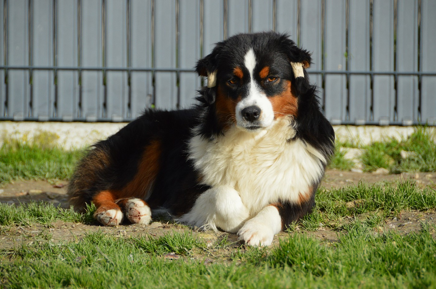 du domaine de Keops - Chiots disponibles - Berger Américain Miniature 