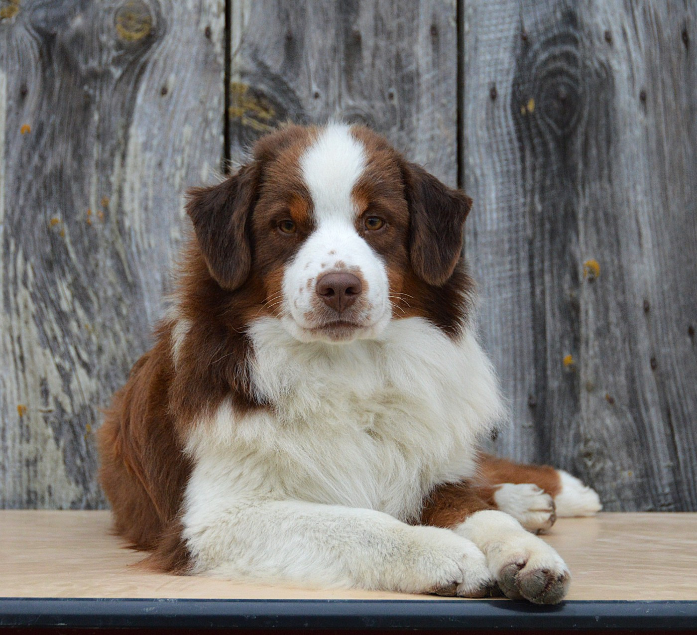 du domaine de Keops - Chiots disponibles - Berger Américain Miniature 