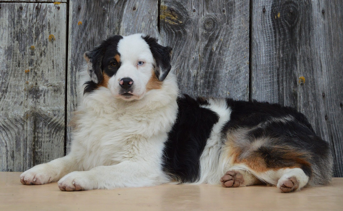 du domaine de Keops - Chiots disponibles - Berger Américain Miniature 