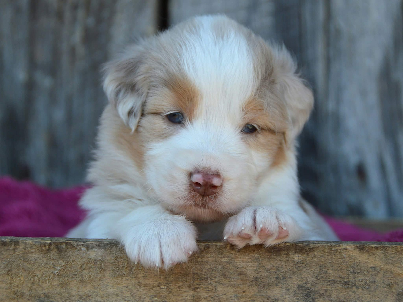 du domaine de Keops - Chiots disponibles - Berger Australien