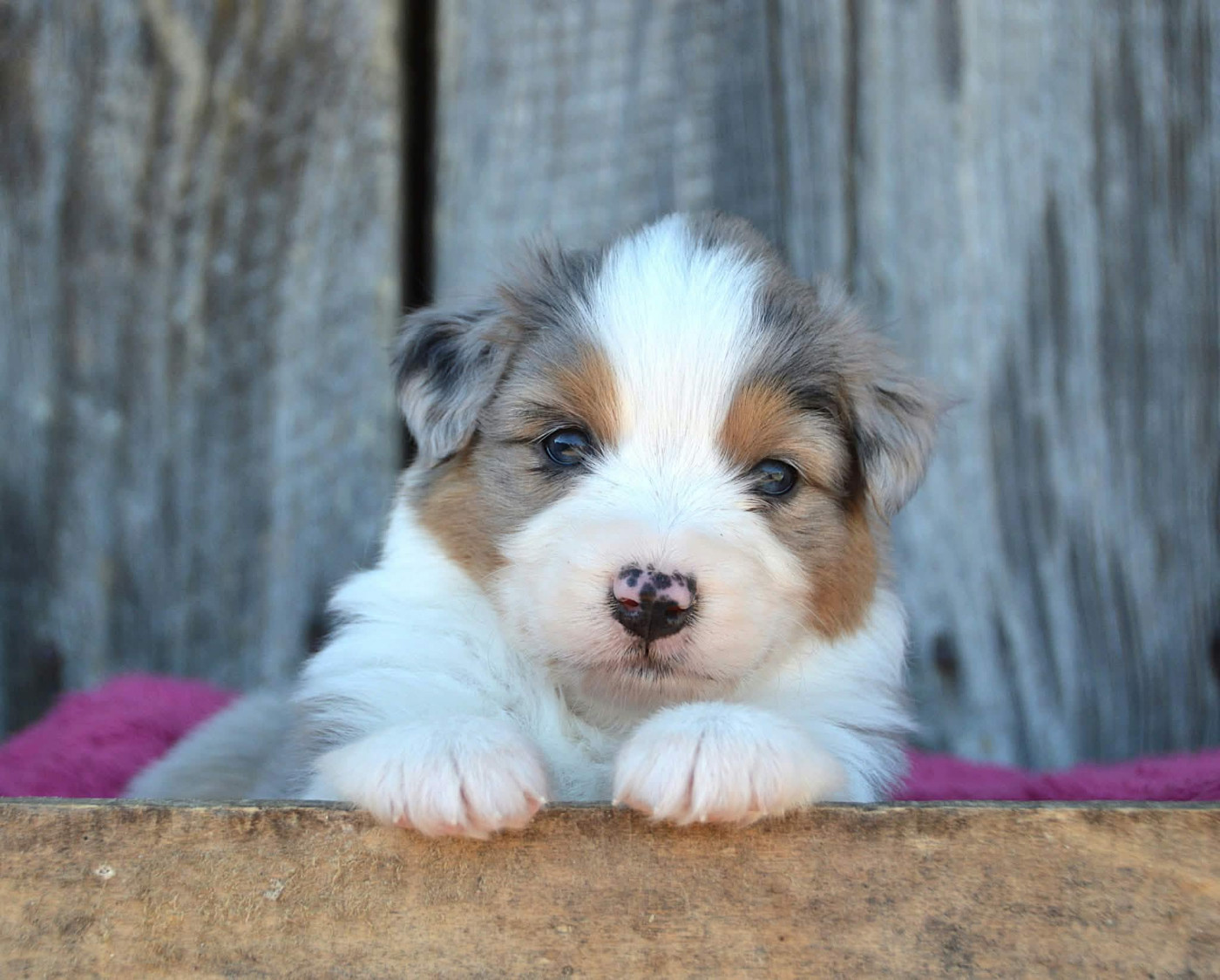 du domaine de Keops - Chiots disponibles - Berger Australien