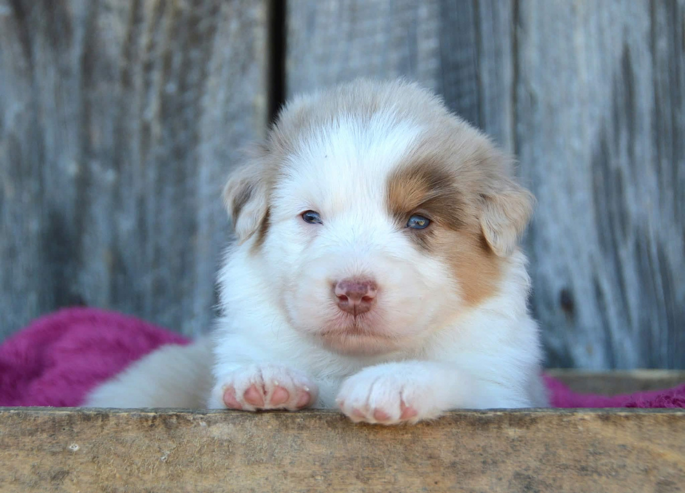 du domaine de Keops - Chiots disponibles - Berger Australien