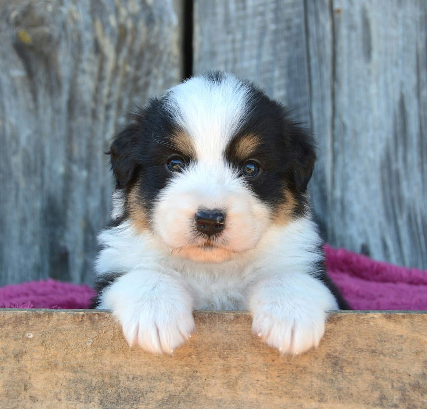 du domaine de Keops - Chiots disponibles - Berger Australien