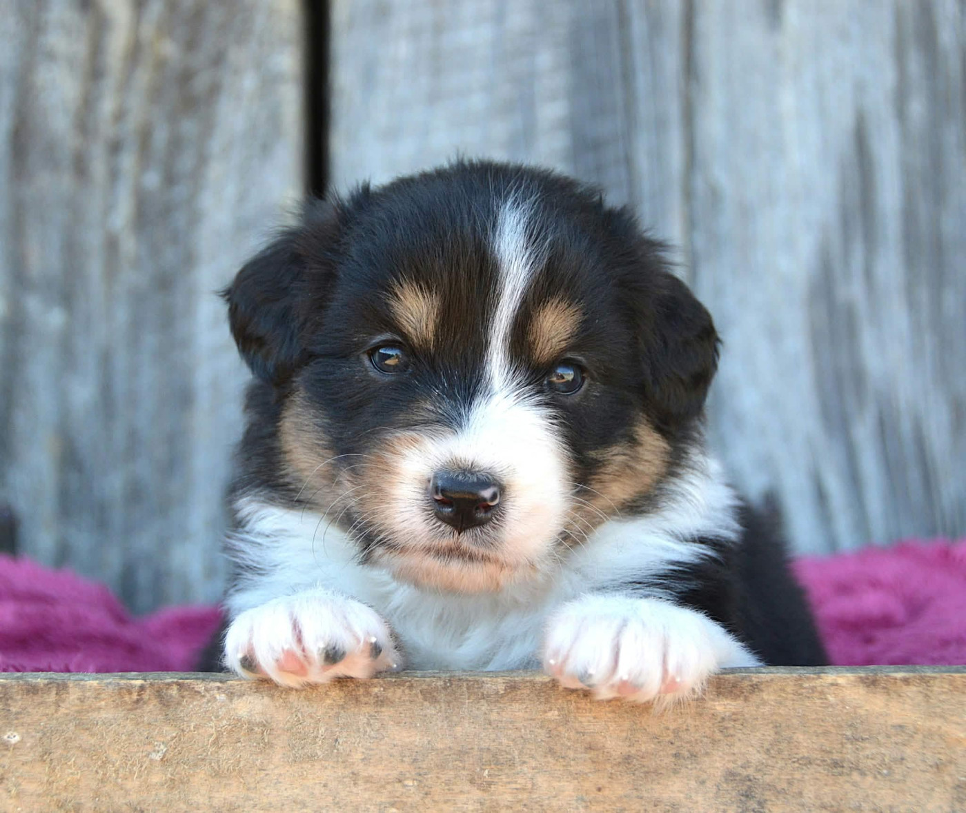 du domaine de Keops - Chiots disponibles - Berger Australien