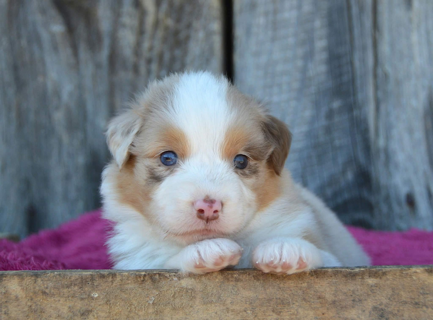 du domaine de Keops - Chiots disponibles - Berger Australien
