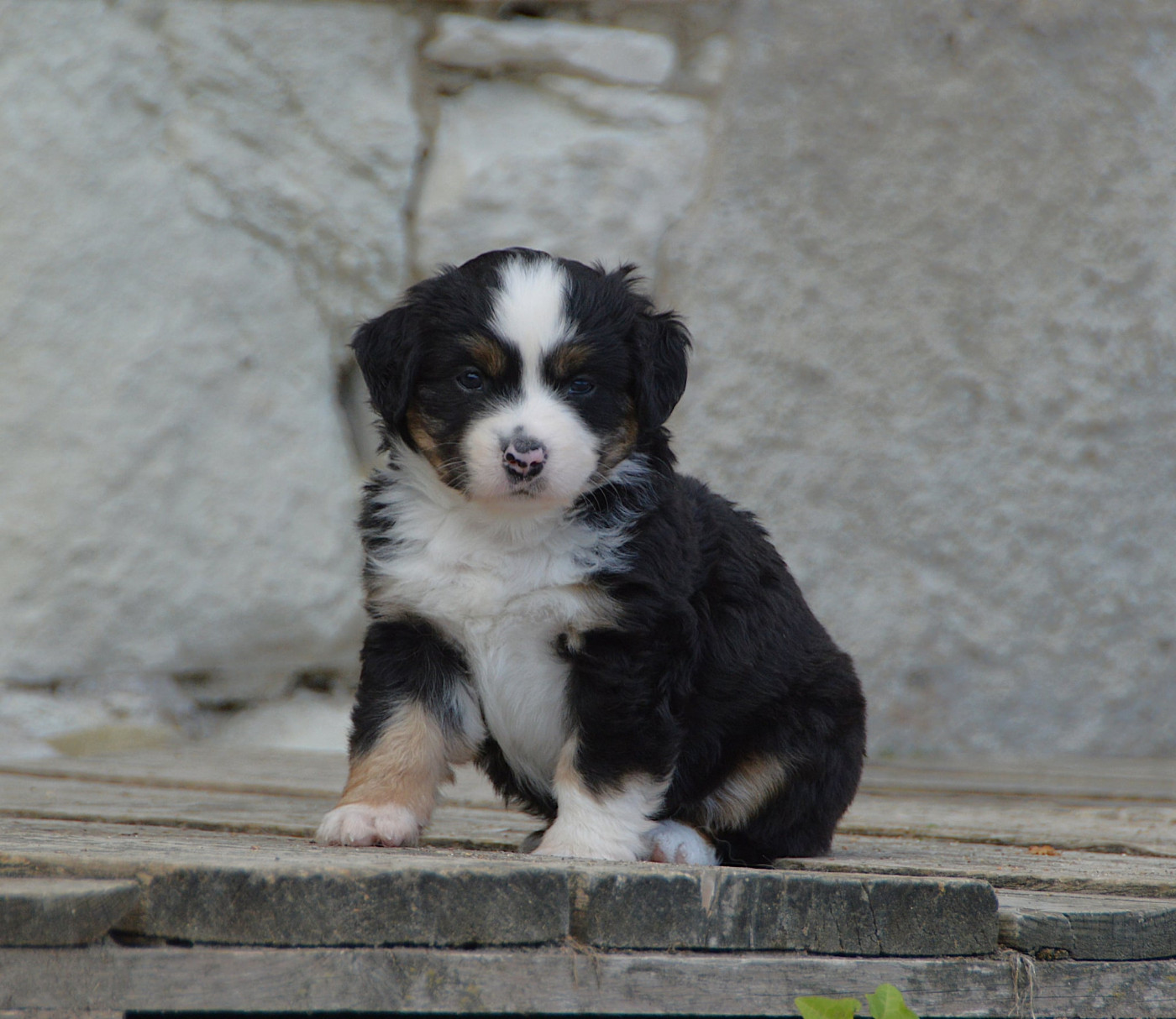 du domaine de Keops - Chiots disponibles - Berger Américain Miniature 