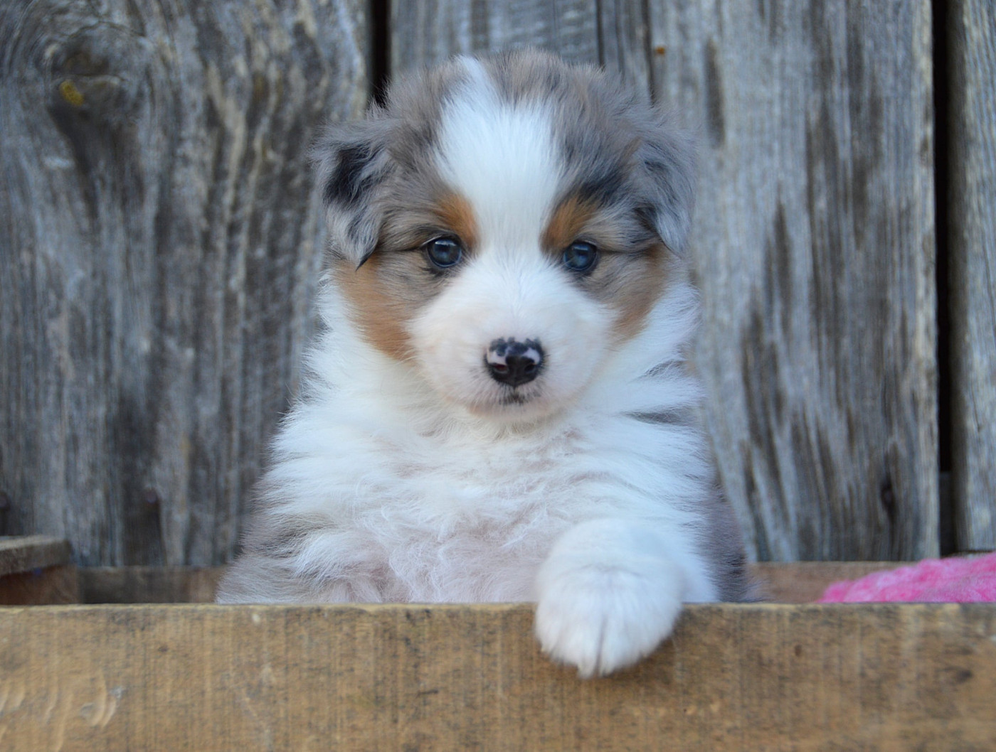 du domaine de Keops - Chiots disponibles - Berger Australien