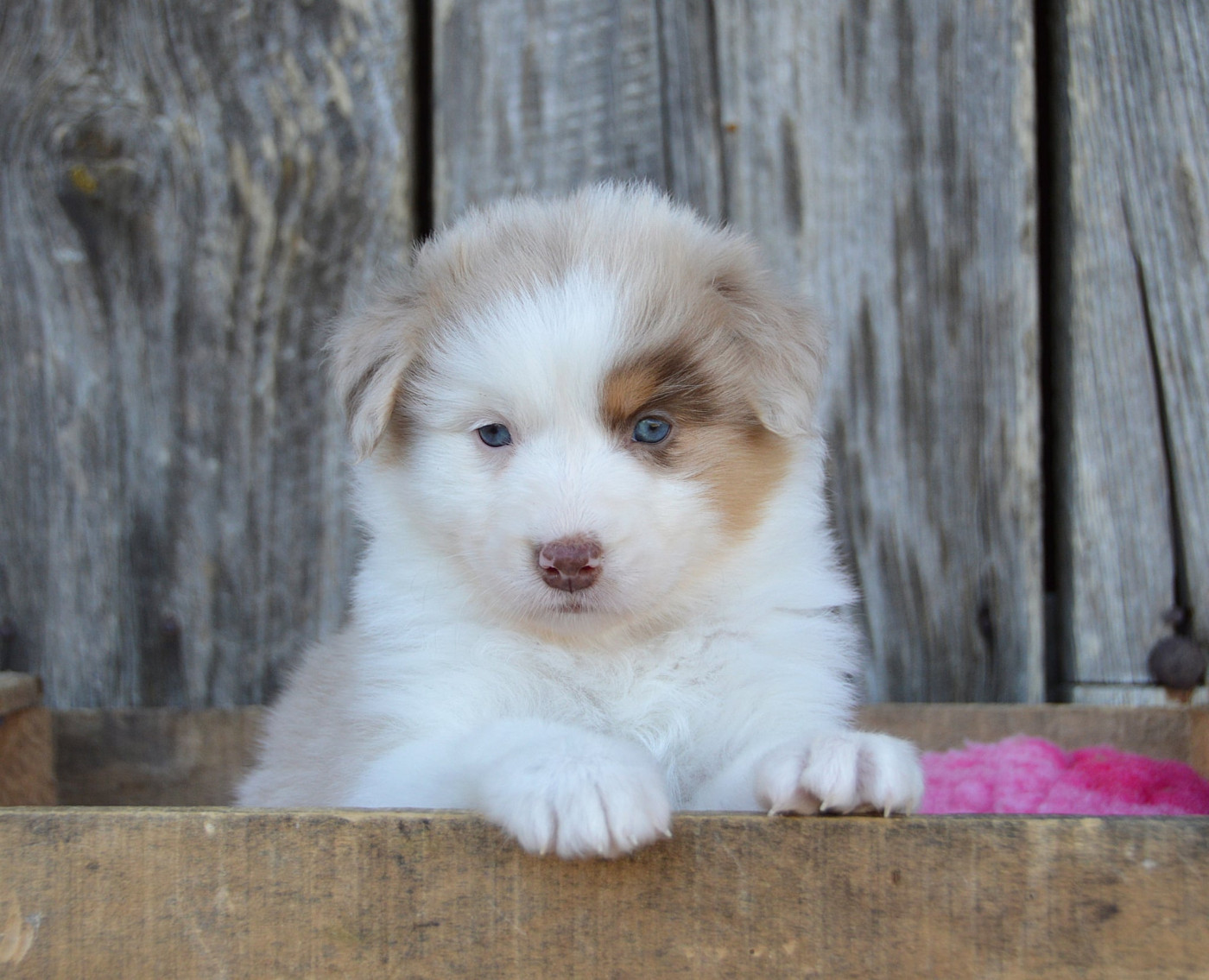 du domaine de Keops - Chiots disponibles - Berger Australien
