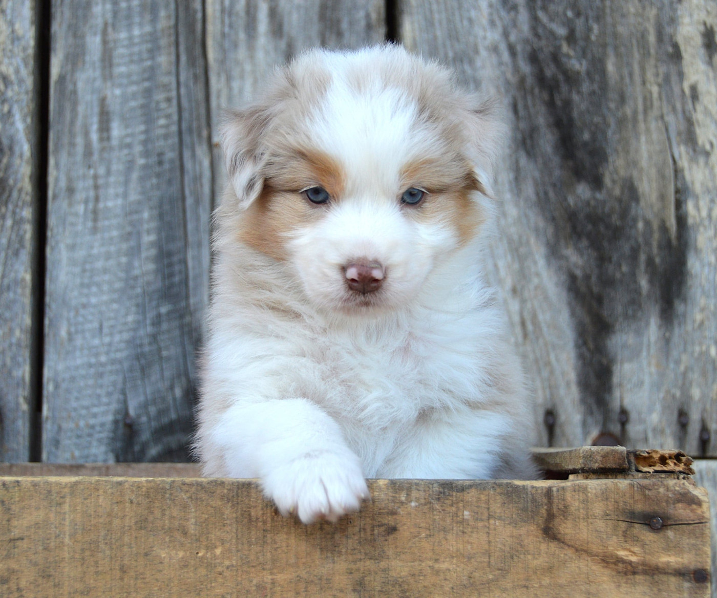 du domaine de Keops - Chiots disponibles - Berger Australien