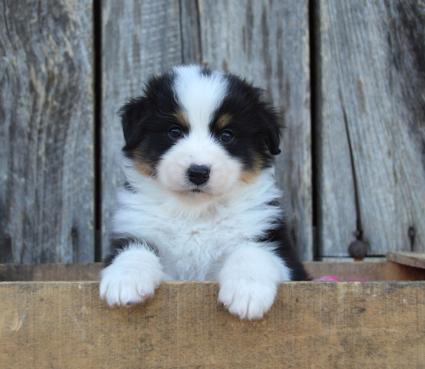 du domaine de Keops - Chiots disponibles - Berger Australien