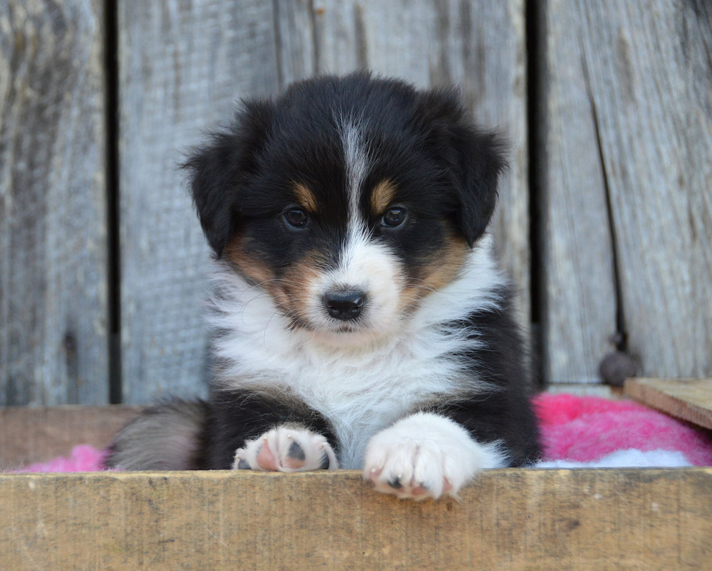 du domaine de Keops - Chiots disponibles - Berger Australien