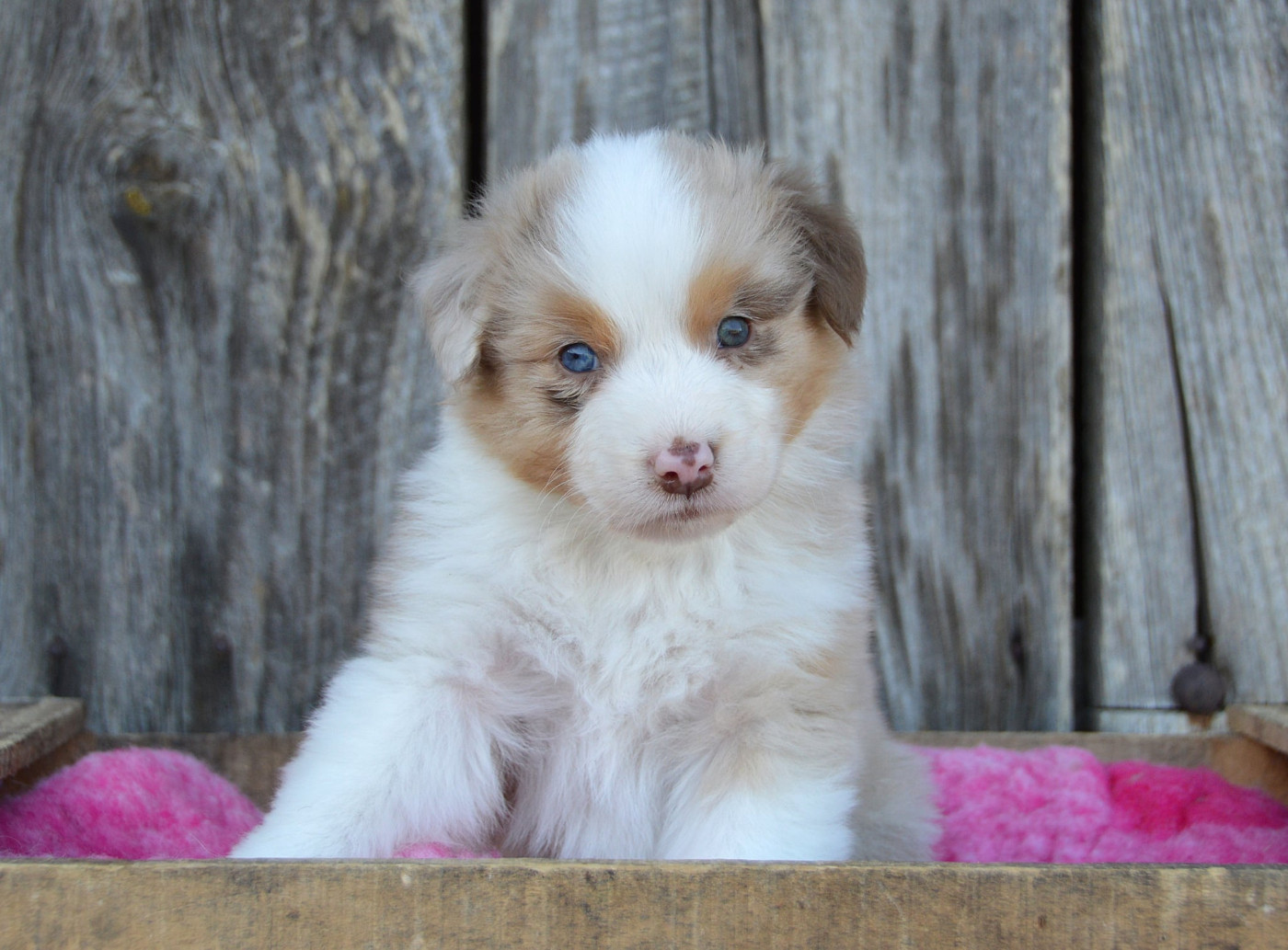 du domaine de Keops - Chiots disponibles - Berger Australien