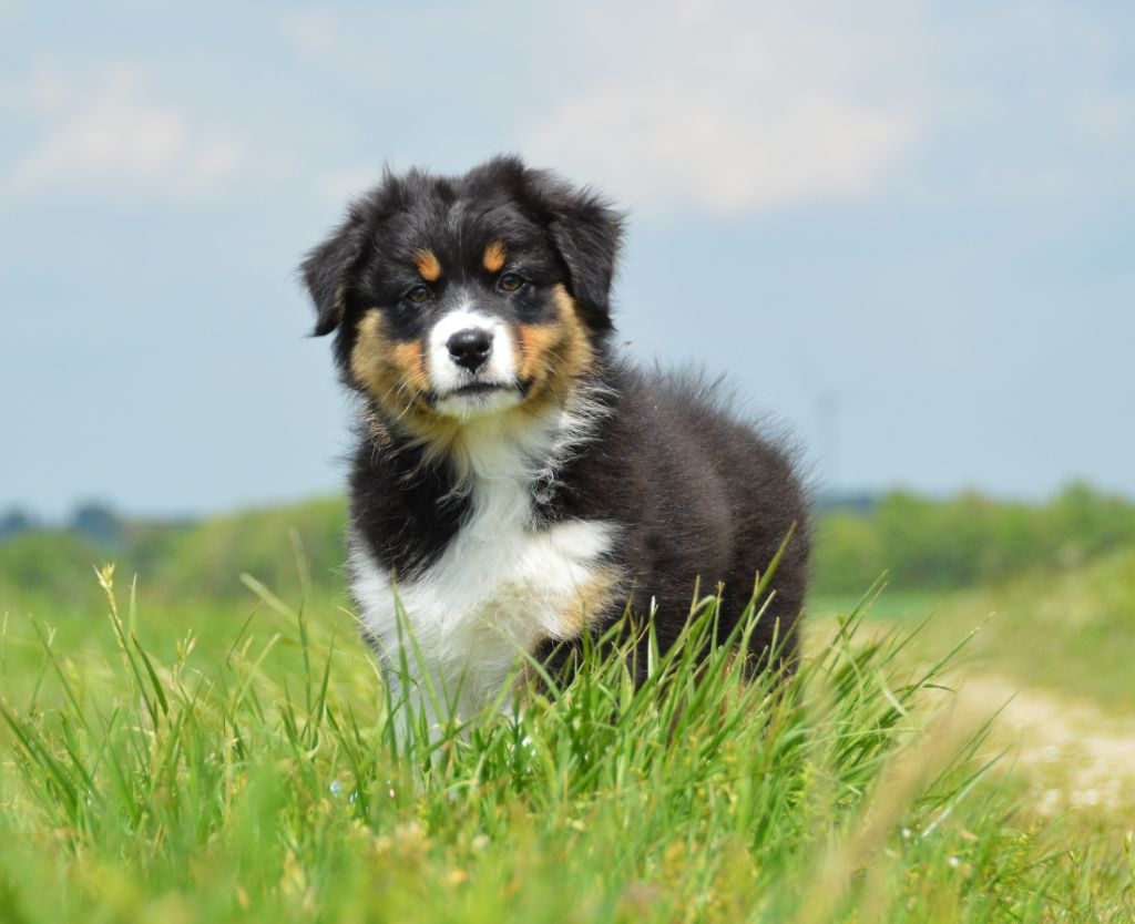 du domaine de Keops - Chiots disponibles - Berger Australien
