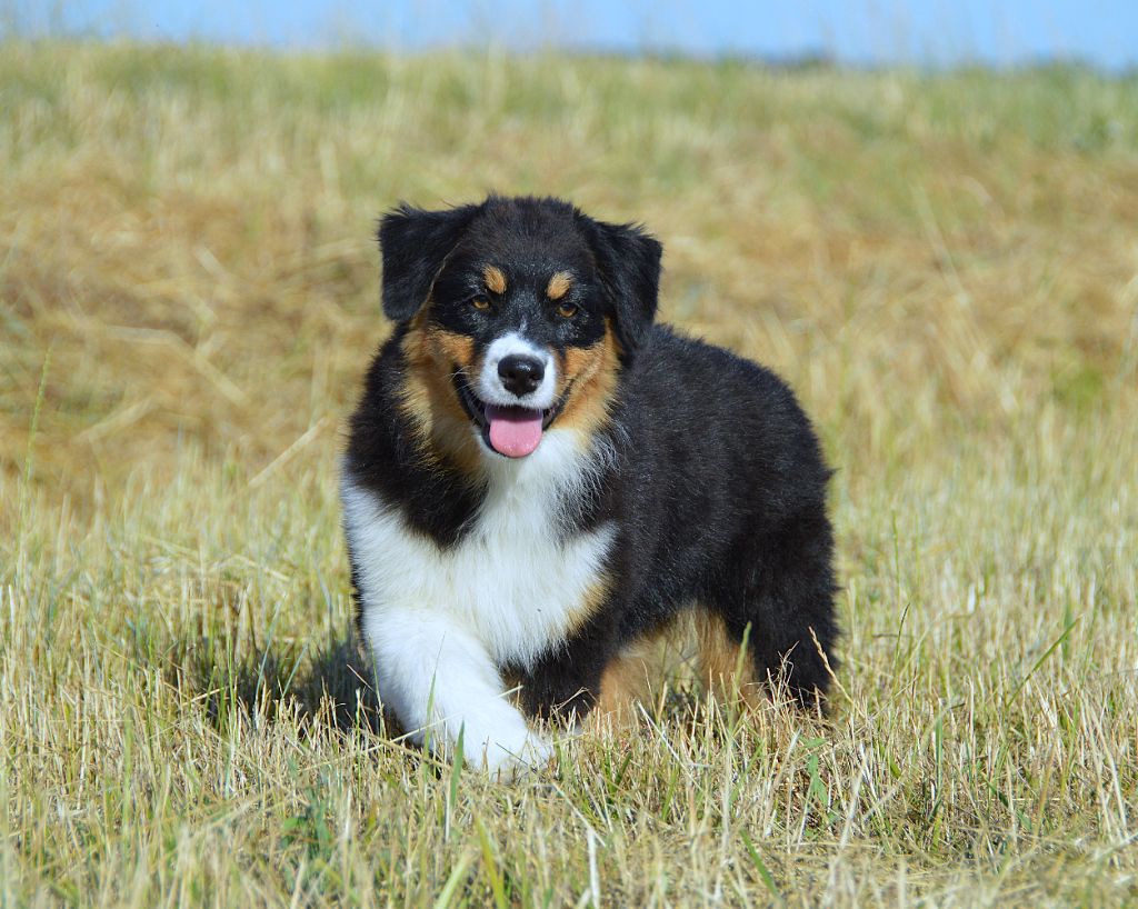 du domaine de Keops - Chiots disponibles - Berger Australien