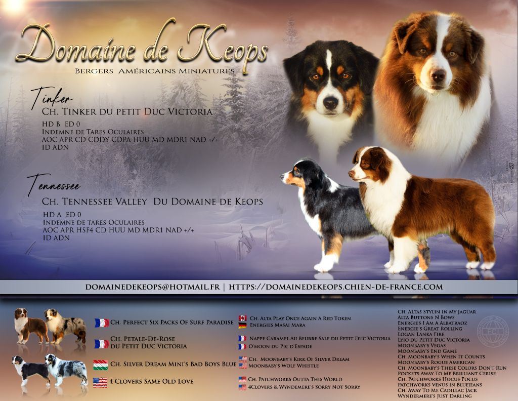 Chiot Berger Américain Miniature  du domaine de Keops