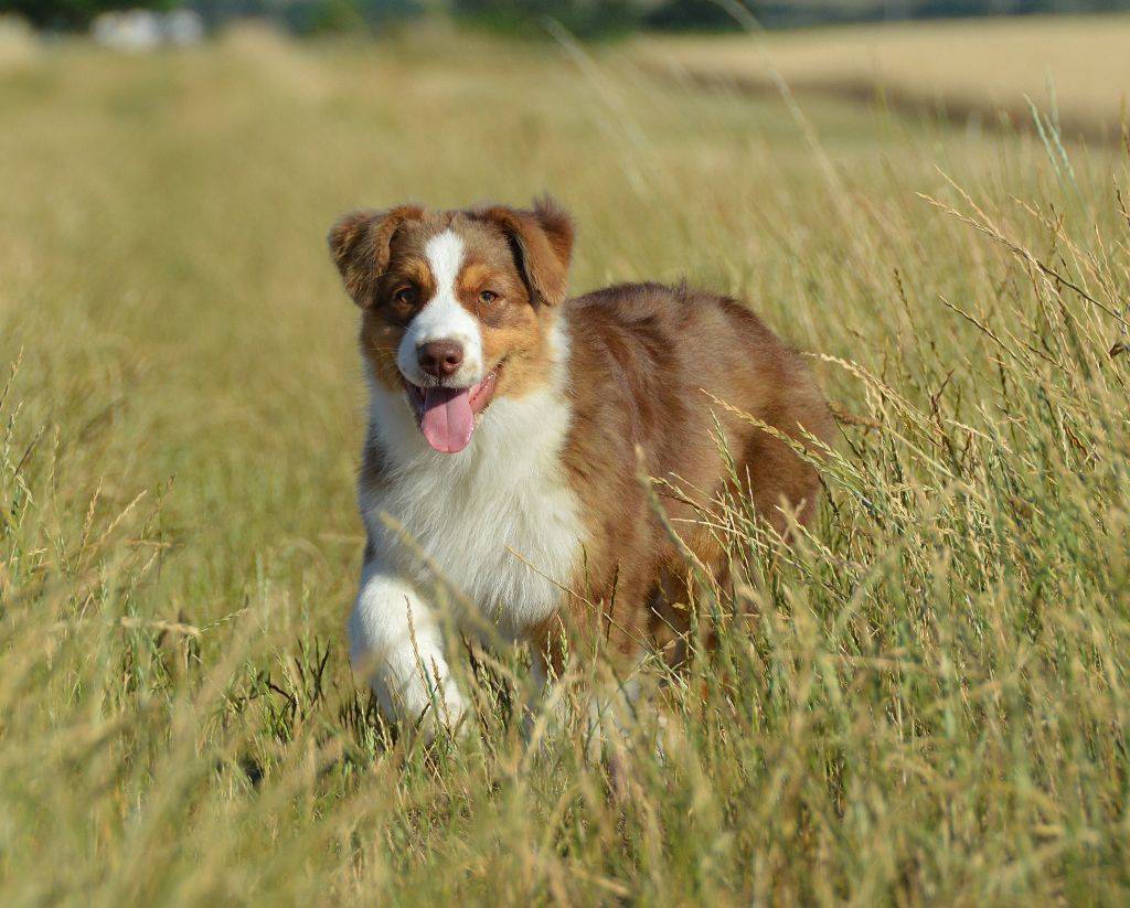 du domaine de Keops - Chiots disponibles - Berger Australien