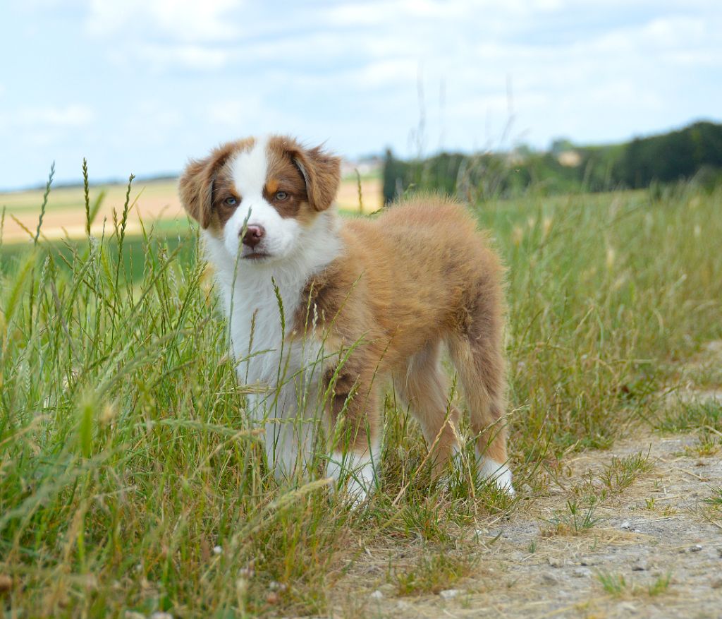 du domaine de Keops - Chiots disponibles - Berger Américain Miniature 