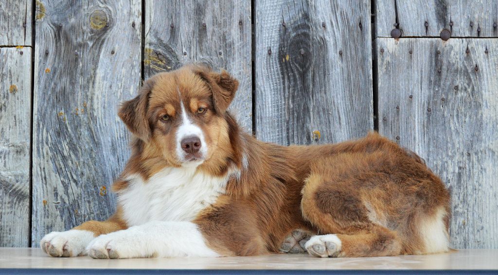 du domaine de Keops - Chiots disponibles - Berger Australien