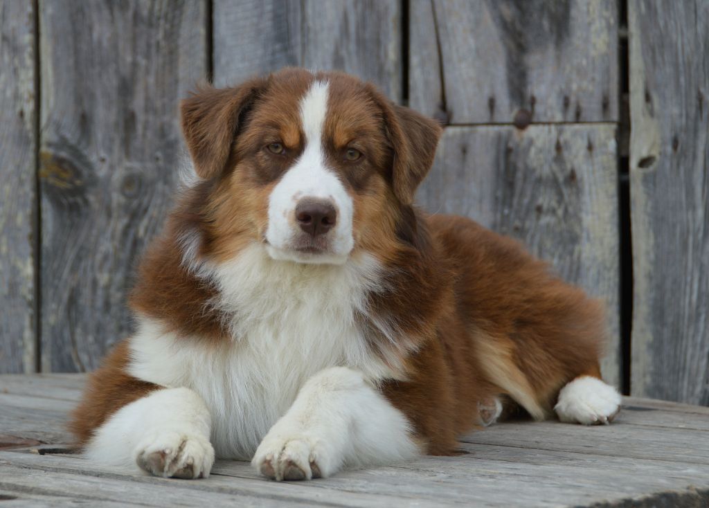 du domaine de Keops - Chiots disponibles - Berger Australien