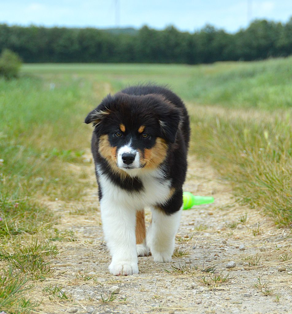 du domaine de Keops - Chiots disponibles - Berger Australien