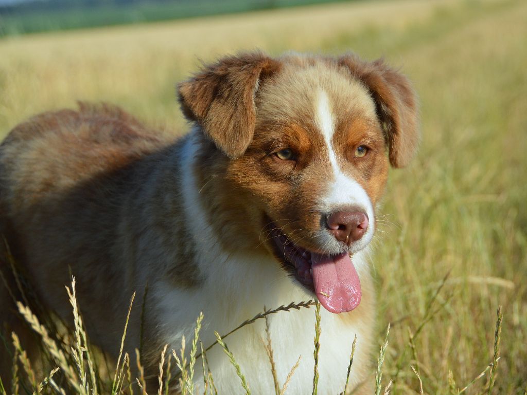du domaine de Keops - Chiots disponibles - Berger Australien