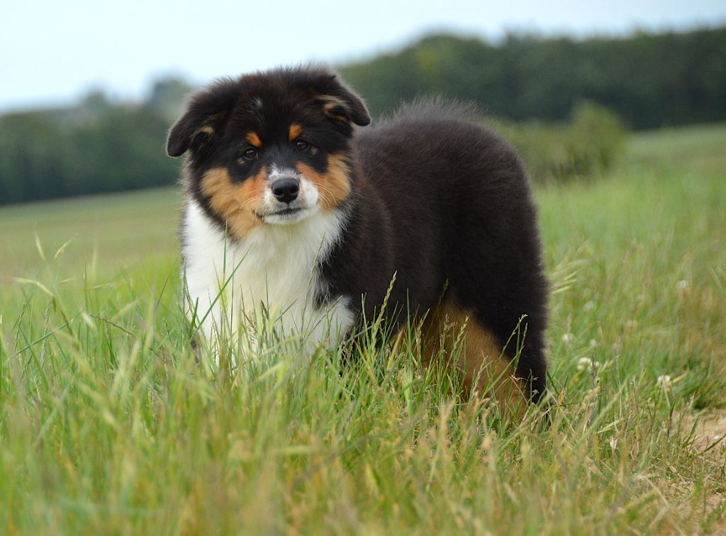 du domaine de Keops - Chiots disponibles - Berger Australien