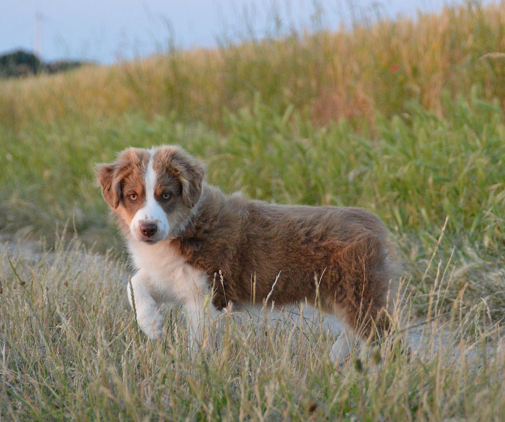du domaine de Keops - Chiots disponibles - Berger Américain Miniature 