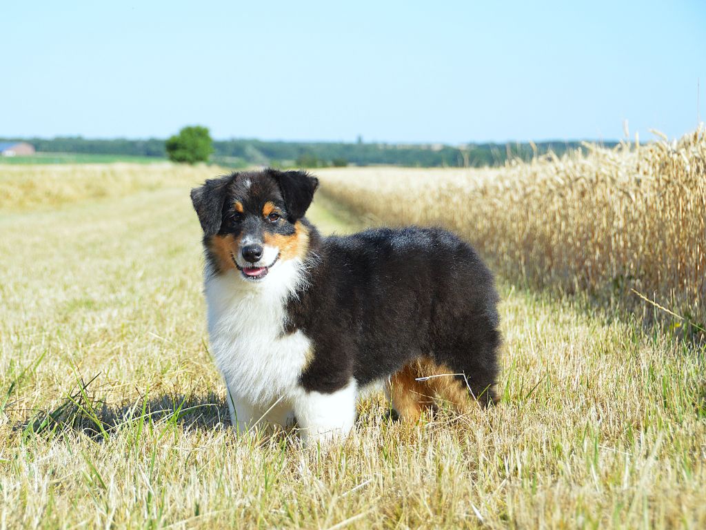 du domaine de Keops - Chiots disponibles - Berger Australien