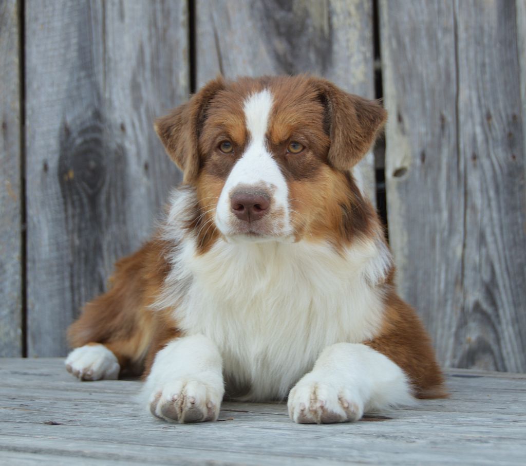 du domaine de Keops - Chiots disponibles - Berger Australien