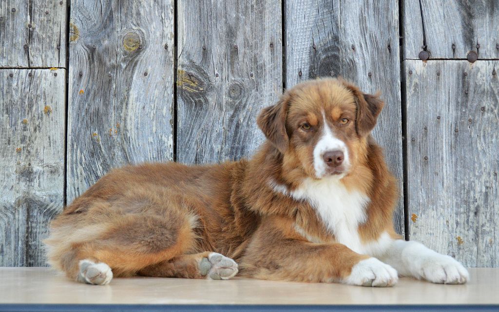 du domaine de Keops - Chiots disponibles - Berger Australien