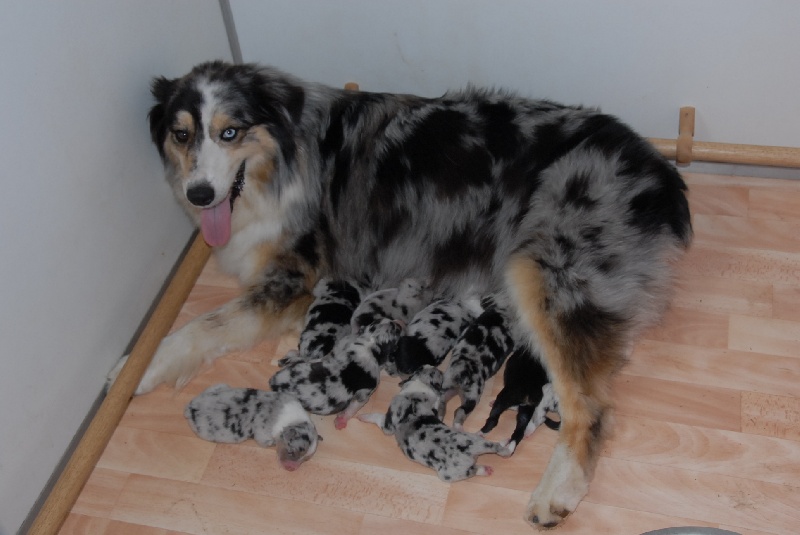 Chiot Berger Australien du domaine de Keops