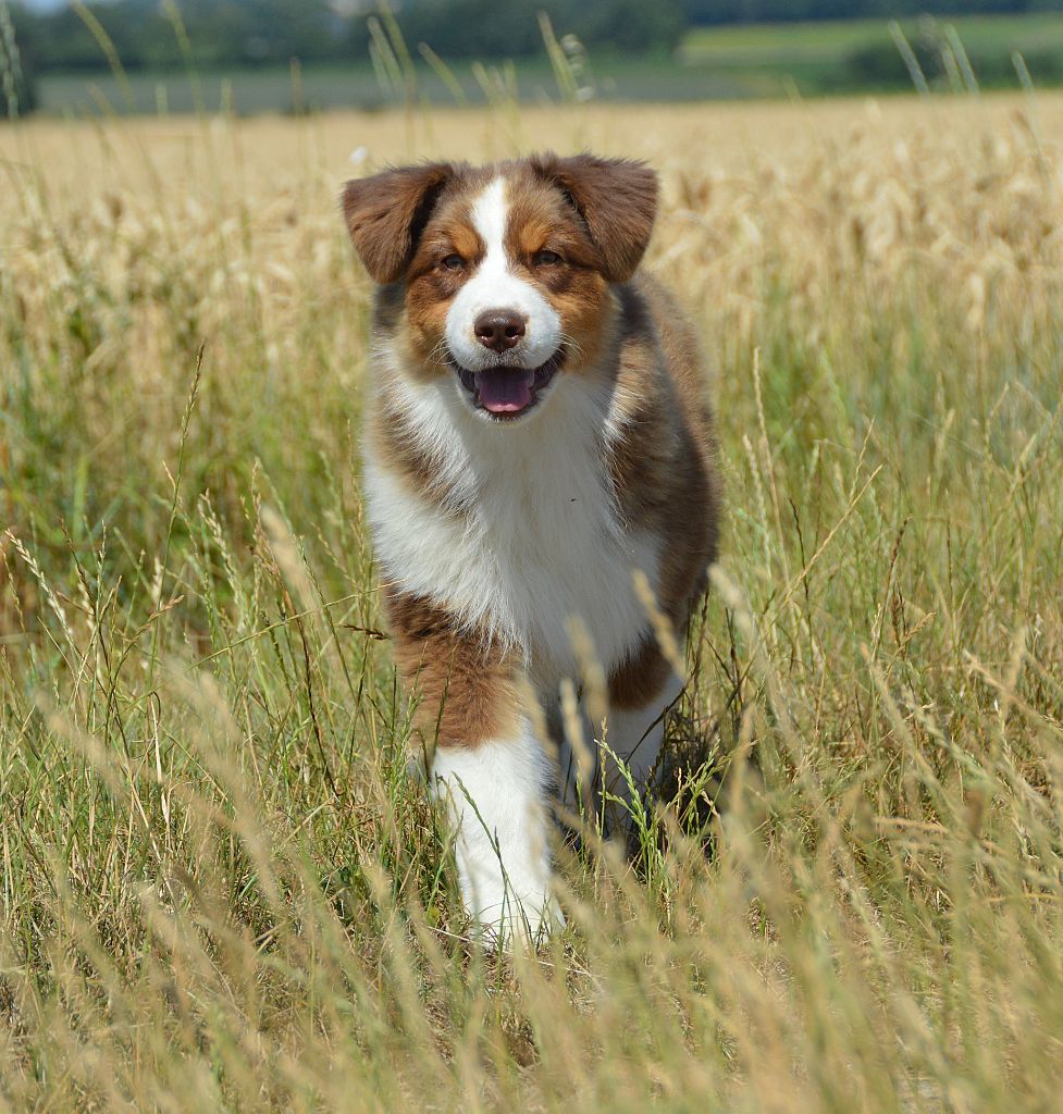 du domaine de Keops - Chiots disponibles - Berger Australien