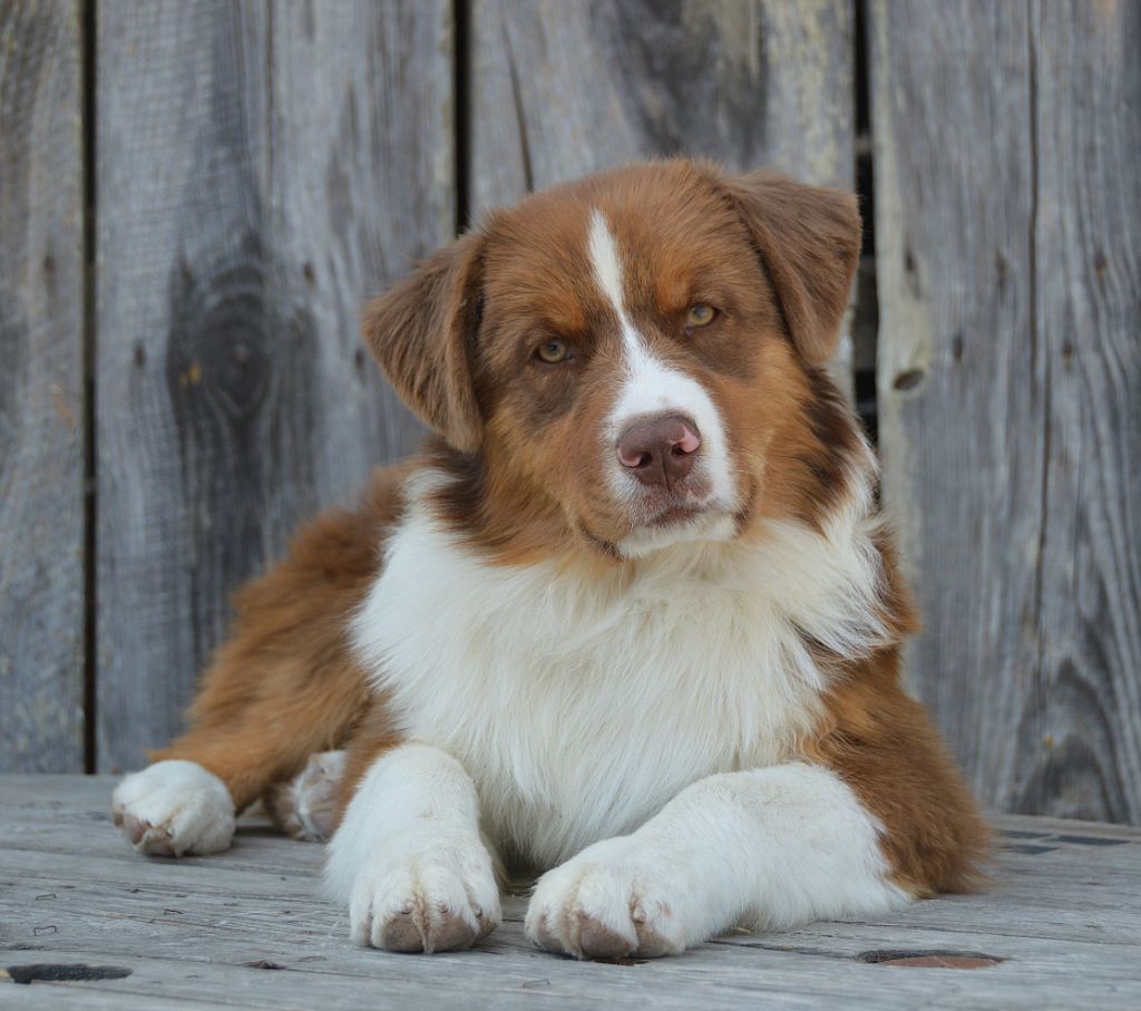 du domaine de Keops - Chiots disponibles - Berger Australien