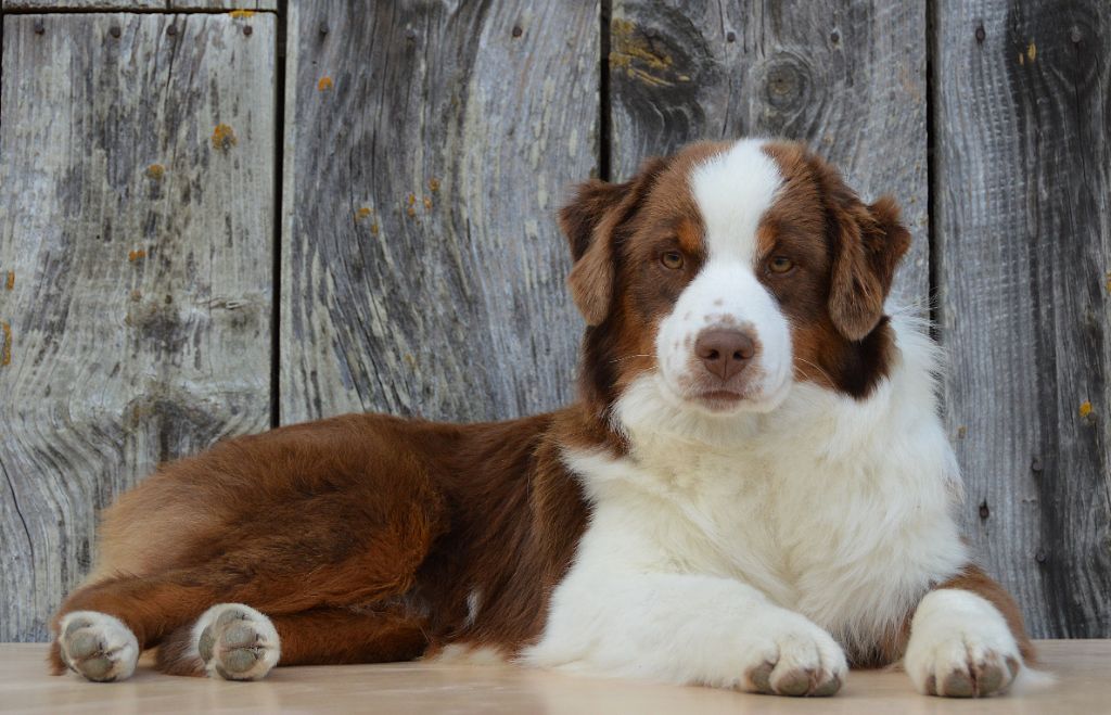 du domaine de Keops - Chiots disponibles - Berger Américain Miniature 